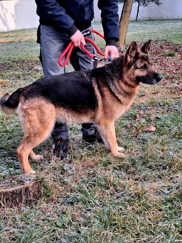 FEDE PASTORE TEDESCO Foto 3